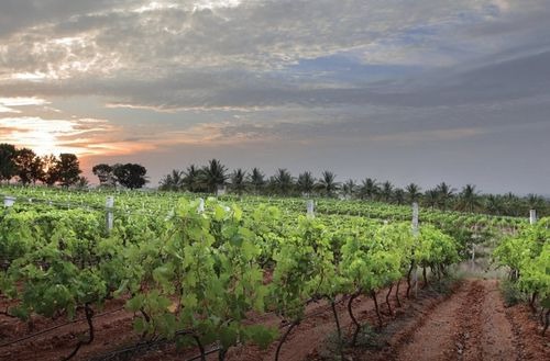 Grover Zampa Vineyards
