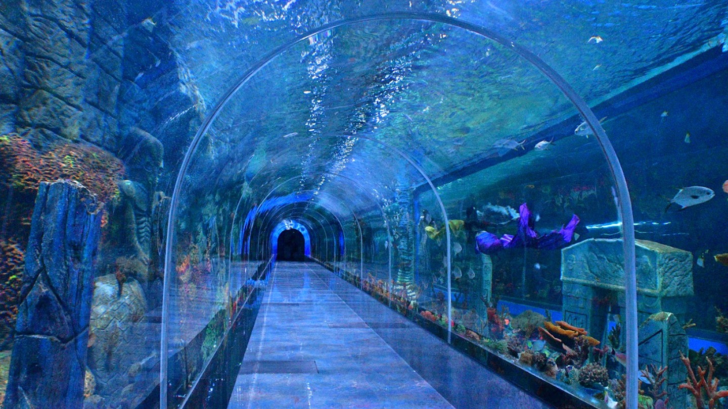 Aquarium Paradise